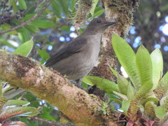 Turdus plebejus