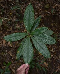 Pittosporum rubiginosum