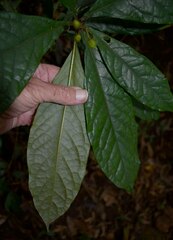 Pittosporum rubiginosum