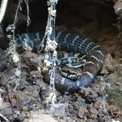 Mastigodryas melanolomus