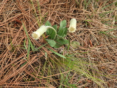 Chaptalia integerrima