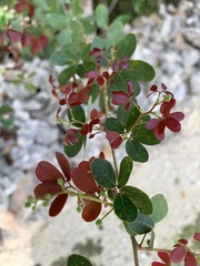 Pithecellobium dulce