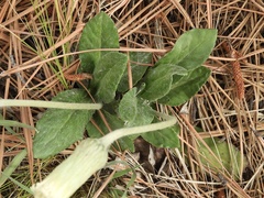 Chaptalia integerrima