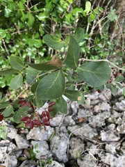 Pithecellobium dulce