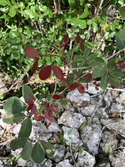 Pithecellobium dulce