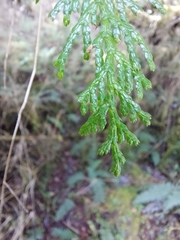 Chamaecyparis formosensis