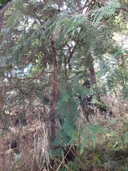 Chamaecyparis formosensis