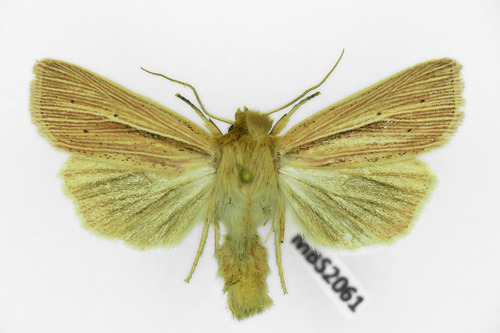 Smoky Wainscot