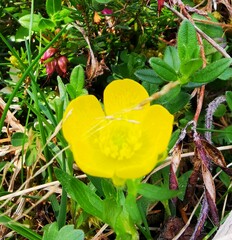 Ranunculus montanus