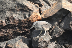 Butorides striata sundevalli