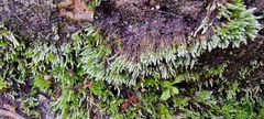 Bryum argenteum