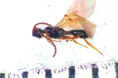 Basalys