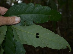 Macaranga subdentata