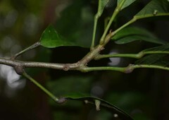 Macaranga subdentata