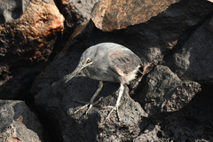 Butorides striata sundevalli