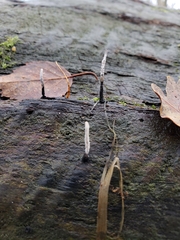 Xylaria hypoxylon