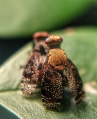 Platystoma