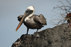 Pelecanus occidentalis urinator