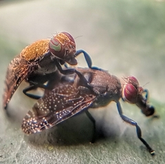 Platystoma
