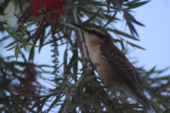 Campylorhynchus rufinucha