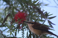 Campylorhynchus rufinucha