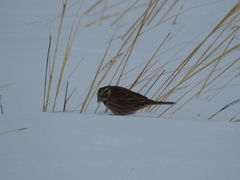 Emberiza citrinella × leucocephalos