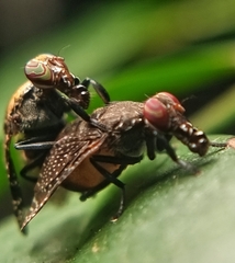Platystoma