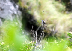 Ochthoeca leucophrys