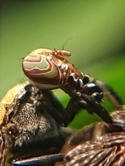Platystoma