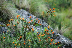 Chuquiraga longiflora