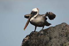 Pelecanus occidentalis urinator