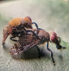 Platystoma