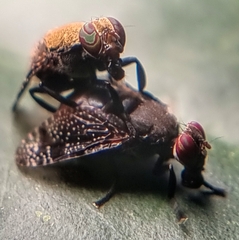 Platystoma