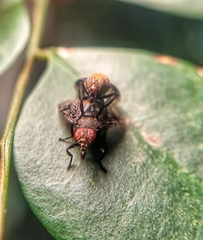 Platystoma