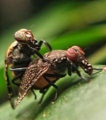 Platystoma