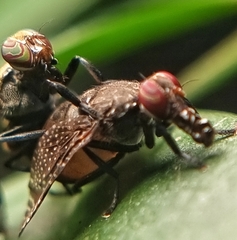Platystoma