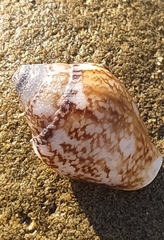 Columbella rustica