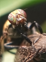 Platystoma