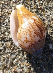 Columbella rustica