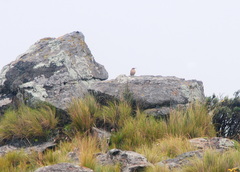 Upucerthia validirostris