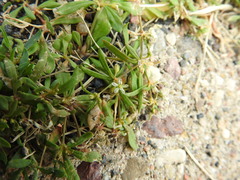 Mollugo verticillata