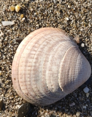 Glycymeris glycymeris