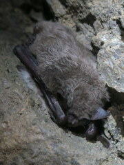 Myotis