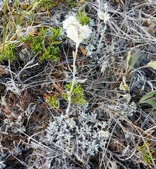 Antennaria microphylla