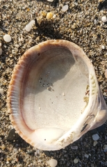 Glycymeris glycymeris