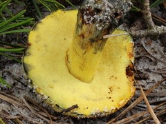 Neoboletus pseudosulphureus
