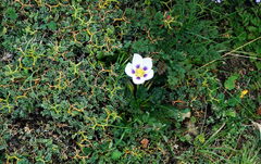 Acaulimalva nubigena