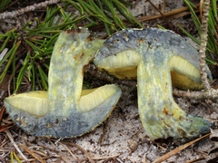 Neoboletus pseudosulphureus