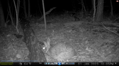 Sylvilagus aquaticus