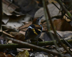 Dichrozona cincta